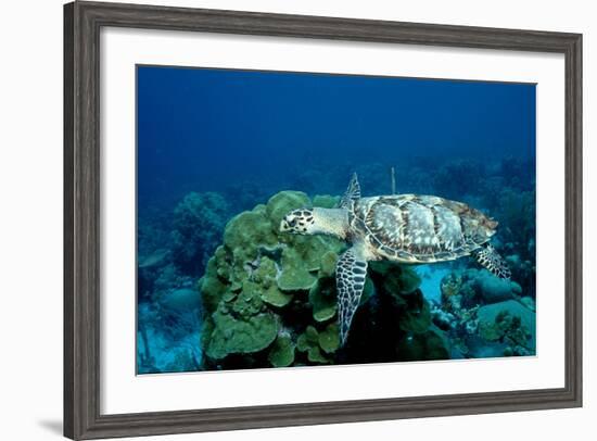 Hawksbill Sea Turtle Swimming over a Coral Reef (Eretmochelys Imbricata), Caribbean Sea.-Reinhard Dirscherl-Framed Photographic Print