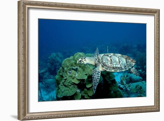 Hawksbill Sea Turtle Swimming over a Coral Reef (Eretmochelys Imbricata), Caribbean Sea.-Reinhard Dirscherl-Framed Photographic Print