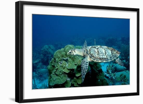 Hawksbill Sea Turtle Swimming over a Coral Reef (Eretmochelys Imbricata), Caribbean Sea.-Reinhard Dirscherl-Framed Photographic Print