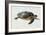 Hawksbill Sea Turtle-Peter Chadwick-Framed Photographic Print