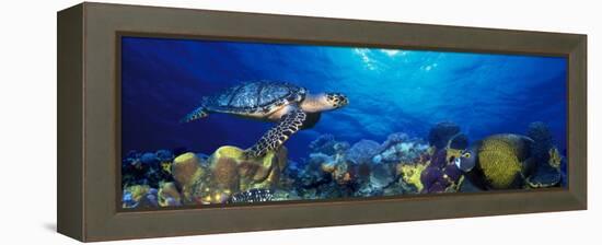 Hawksbill Turtle and French Angelfish with Stoplight Parrotfish-null-Framed Premier Image Canvas