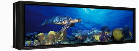 Hawksbill Turtle and French Angelfish with Stoplight Parrotfish-null-Framed Premier Image Canvas