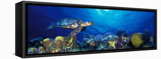 Hawksbill Turtle and French Angelfish with Stoplight Parrotfish-null-Framed Premier Image Canvas