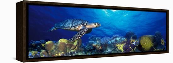 Hawksbill Turtle and French Angelfish with Stoplight Parrotfish-null-Framed Premier Image Canvas