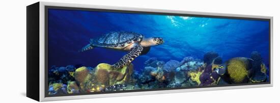 Hawksbill Turtle and French Angelfish with Stoplight Parrotfish-null-Framed Premier Image Canvas