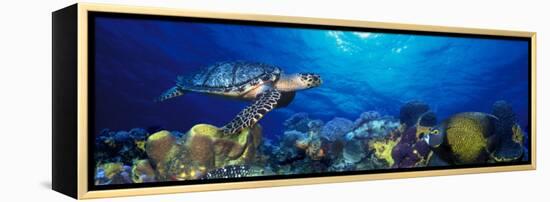 Hawksbill Turtle and French Angelfish with Stoplight Parrotfish-null-Framed Premier Image Canvas