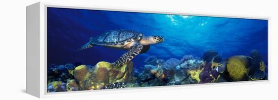 Hawksbill Turtle and French Angelfish with Stoplight Parrotfish-null-Framed Premier Image Canvas