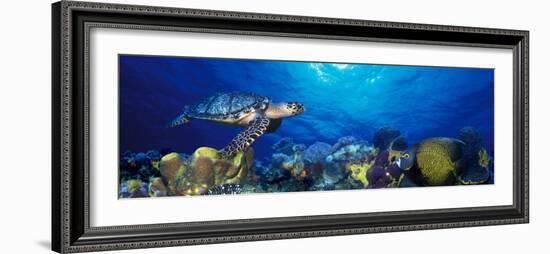 Hawksbill Turtle and French Angelfish with Stoplight Parrotfish-null-Framed Premium Photographic Print