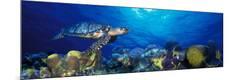 Premium Photographic Print