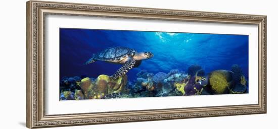 Hawksbill Turtle and French Angelfish with Stoplight Parrotfish--Framed Photographic Print