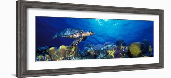 Hawksbill Turtle and French Angelfish with Stoplight Parrotfish-null-Framed Photographic Print