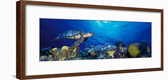 Hawksbill Turtle and French Angelfish with Stoplight Parrotfish-null-Framed Photographic Print