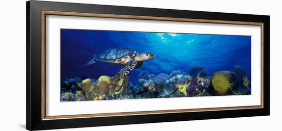 Hawksbill Turtle and French Angelfish with Stoplight Parrotfish-null-Framed Photographic Print