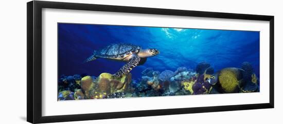 Hawksbill Turtle and French Angelfish with Stoplight Parrotfish--Framed Photographic Print