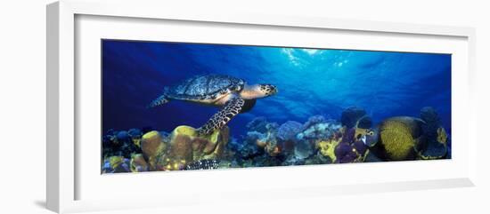 Hawksbill Turtle and French Angelfish with Stoplight Parrotfish--Framed Photographic Print