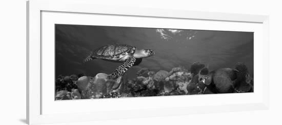 Hawksbill Turtle and French Angelfish with Stoplight Parrotfish-null-Framed Photographic Print