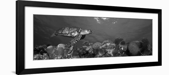 Hawksbill Turtle and French Angelfish with Stoplight Parrotfish-null-Framed Photographic Print