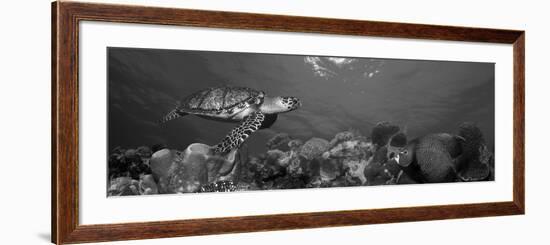 Hawksbill Turtle and French Angelfish with Stoplight Parrotfish-null-Framed Photographic Print