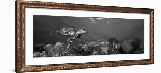 Hawksbill Turtle and French Angelfish with Stoplight Parrotfish-null-Framed Photographic Print