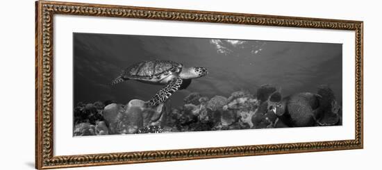 Hawksbill Turtle and French Angelfish with Stoplight Parrotfish-null-Framed Photographic Print