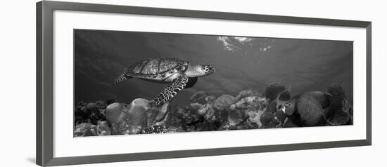 Hawksbill Turtle and French Angelfish with Stoplight Parrotfish-null-Framed Photographic Print