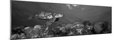 Premium Photographic Print