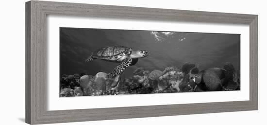 Hawksbill Turtle and French Angelfish with Stoplight Parrotfish-null-Framed Photographic Print