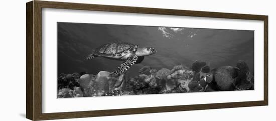 Hawksbill Turtle and French Angelfish with Stoplight Parrotfish-null-Framed Photographic Print