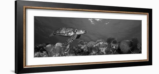 Hawksbill Turtle and French Angelfish with Stoplight Parrotfish-null-Framed Photographic Print