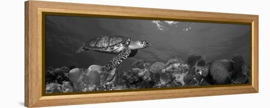 Hawksbill Turtle and French Angelfish with Stoplight Parrotfish-null-Framed Premier Image Canvas