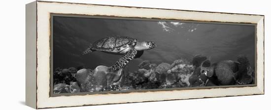 Hawksbill Turtle and French Angelfish with Stoplight Parrotfish-null-Framed Premier Image Canvas