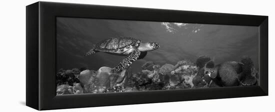 Hawksbill Turtle and French Angelfish with Stoplight Parrotfish-null-Framed Premier Image Canvas