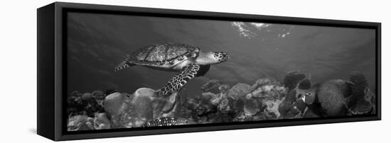 Hawksbill Turtle and French Angelfish with Stoplight Parrotfish-null-Framed Premier Image Canvas