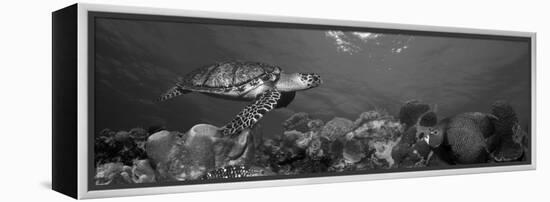 Hawksbill Turtle and French Angelfish with Stoplight Parrotfish-null-Framed Premier Image Canvas