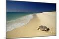 Photographic Print