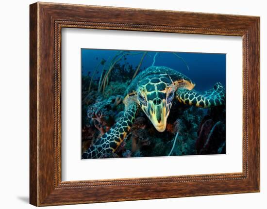 Hawksbill turtle cloze up on coral reef, Indonesia-Magnus Lundgren-Framed Photographic Print