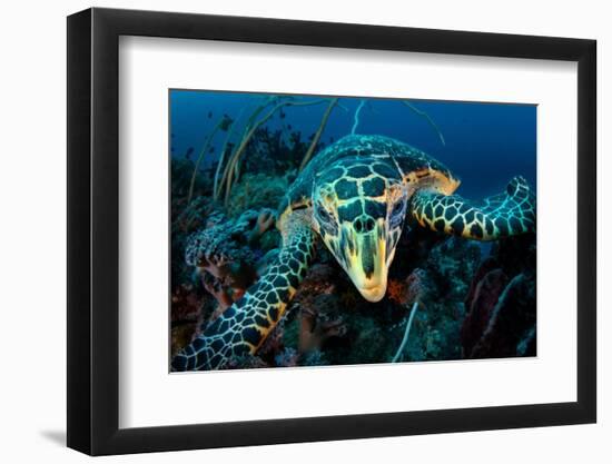 Hawksbill turtle cloze up on coral reef, Indonesia-Magnus Lundgren-Framed Photographic Print