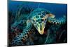 Hawksbill turtle cloze up on coral reef, Indonesia-Magnus Lundgren-Mounted Photographic Print