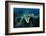 Hawksbill turtle cloze up on coral reef, Indonesia-Magnus Lundgren-Framed Photographic Print