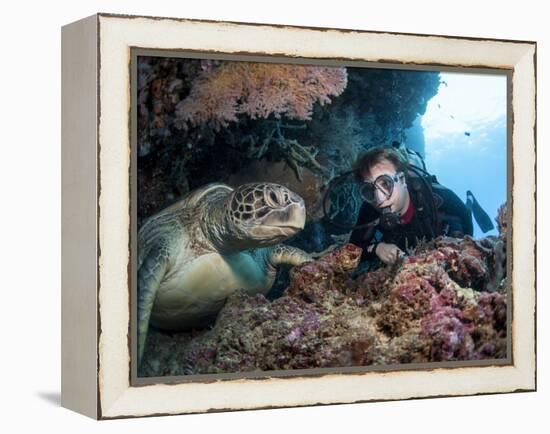 Hawksbill Turtle (Eretmochelys Imbricata) and Diver, Sulawesi, Indonesia, Southeast Asia, Asia-Lisa Collins-Framed Premier Image Canvas