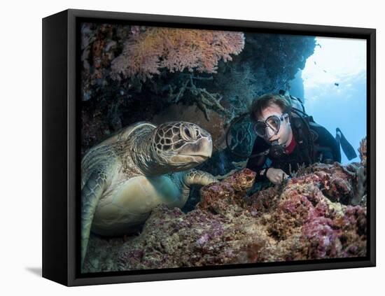 Hawksbill Turtle (Eretmochelys Imbricata) and Diver, Sulawesi, Indonesia, Southeast Asia, Asia-Lisa Collins-Framed Premier Image Canvas