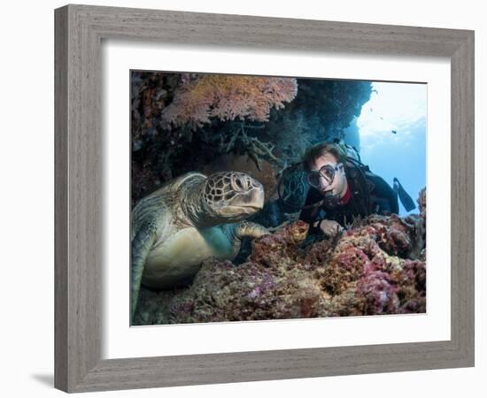 Hawksbill Turtle (Eretmochelys Imbricata) and Diver, Sulawesi, Indonesia, Southeast Asia, Asia-Lisa Collins-Framed Photographic Print