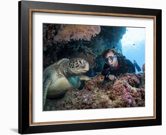 Hawksbill Turtle (Eretmochelys Imbricata) and Diver, Sulawesi, Indonesia, Southeast Asia, Asia-Lisa Collins-Framed Photographic Print