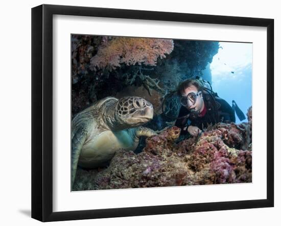Hawksbill Turtle (Eretmochelys Imbricata) and Diver, Sulawesi, Indonesia, Southeast Asia, Asia-Lisa Collins-Framed Photographic Print
