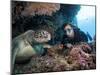 Hawksbill Turtle (Eretmochelys Imbricata) and Diver, Sulawesi, Indonesia, Southeast Asia, Asia-Lisa Collins-Mounted Photographic Print