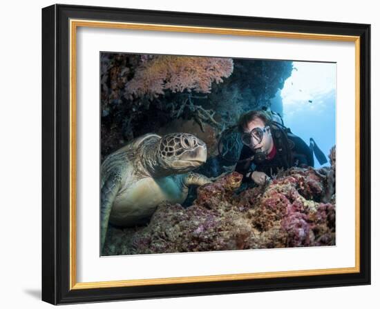 Hawksbill Turtle (Eretmochelys Imbricata) and Diver, Sulawesi, Indonesia, Southeast Asia, Asia-Lisa Collins-Framed Photographic Print