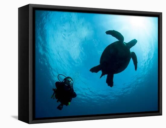 Hawksbill Turtle (Eretmochelys Imbricata) and Diver, Sulawesi, Indonesia, Southeast Asia, Asia-Lisa Collins-Framed Premier Image Canvas