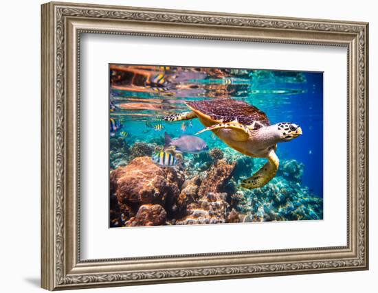 Hawksbill Turtle - Eretmochelys Imbricata Floats under Water. Maldives Indian Ocean Coral Reef.-Andrey Armyagov-Framed Photographic Print