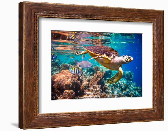 Hawksbill Turtle - Eretmochelys Imbricata Floats under Water. Maldives Indian Ocean Coral Reef.-Andrey Armyagov-Framed Photographic Print