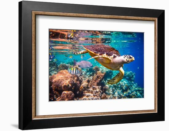 Hawksbill Turtle - Eretmochelys Imbricata Floats under Water. Maldives Indian Ocean Coral Reef.-Andrey Armyagov-Framed Photographic Print